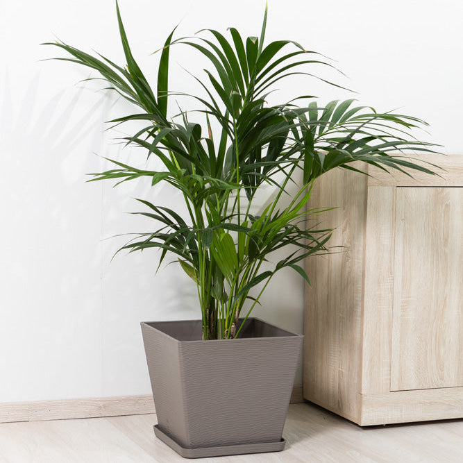 Lilium – vaso quadrato con sottovaso in polipropilene
