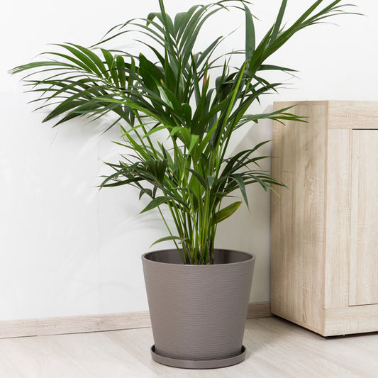 Lilium – vaso rotondo con sottovaso in polipropilene